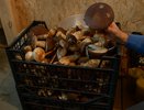 Червивые грибы не выкидываю — скрупулезно собираю: миколог раскрыл всю правду