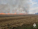 В Костромской области сгорели три гектара ячменя