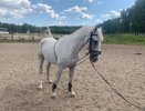 В костромскую спортшколу переехал жеребец Зевс