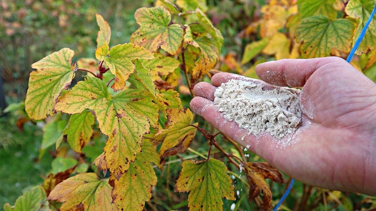 Главная картинка новости: "Опудриваю" смородину в августе — непременно: в следующем сезоне урожая в 2 раза больше