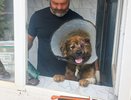 История спасения: как пса Феникса выхаживали после страшного ожога в Костромской области