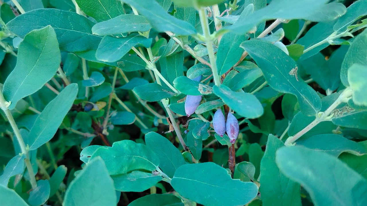 Главная картинка новости: 5 ложек на 10 л. воды — и жимолость в следующем сезоне даст в 2 раза больше урожая: делаем в августе