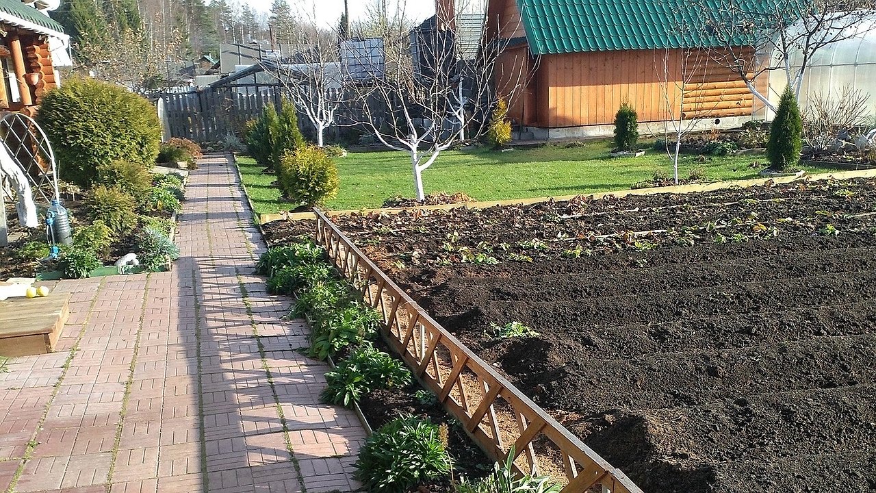 Главная картинка новости: На томатах фитофтора, парша или гниль? "Лечим" землю правильно — 2 совета агронома