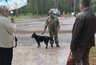 Миниатюра новости: В костромском парке «Берендеевка» прошел рейд по контролю за выгулом собак