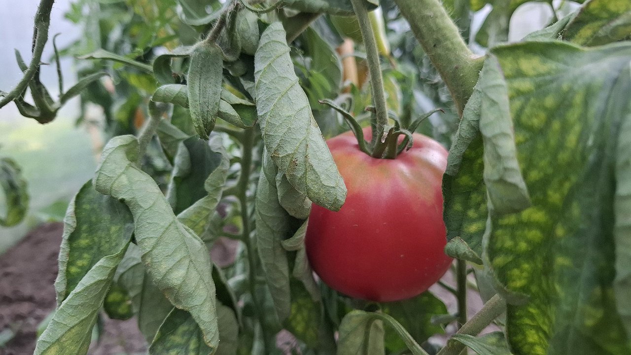 Главная картинка новости: Подвожу августовские итоги — эти 5 сортов томатов больше никогда не куплю — и вам не советую