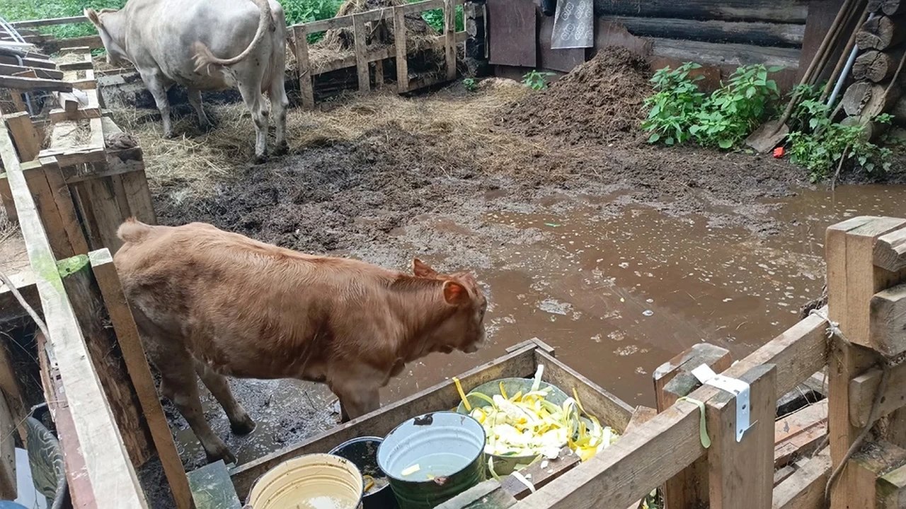 Главная картинка новости: Костромской суд решит судьбу одной из самых несчастных коров в Шарье