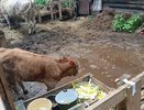 Костромской суд решит судьбу одной из самых несчастных коров в Шарье