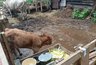 Миниатюра новости: Костромской суд решит судьбу одной из самых несчастных коров в Шарье