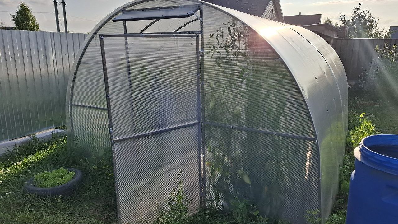 Главная картинка новости: Вешаю занавески в теплицу — и живу припеваючи: за 20 лет не пожалела ни разу