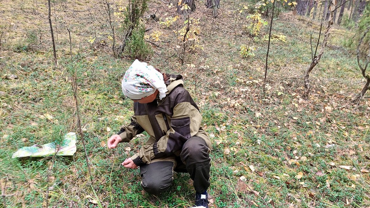 Главная картинка новости: Ягодное царство: где в Костромской области можно набрать полные корзины черники