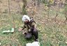 Миниатюра новости: Ягодное царство: где в Костромской области можно набрать полные корзины черники