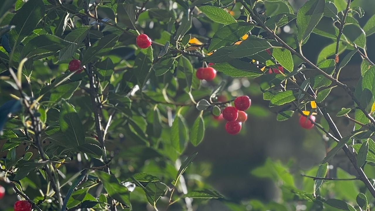 Главная картинка новости: В сентябре вишня только этого и ждет: растворяем 50 гр. в 10 л. воды — и монилиоз с коккомикозом канут в Лету