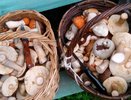 Собираю корзинами — а остальные проходят стороной: этот гриб — самый вкусный и недооцененный осенний деликатес