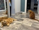 ВТБ выяснил: новоселье с кошки начинает половина россиян