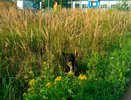 Костромские спасатели достали собаку из незакрытого колодца