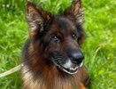 В Костроме отдадут двух служебных собак Никкора и Зевса в любящую семью