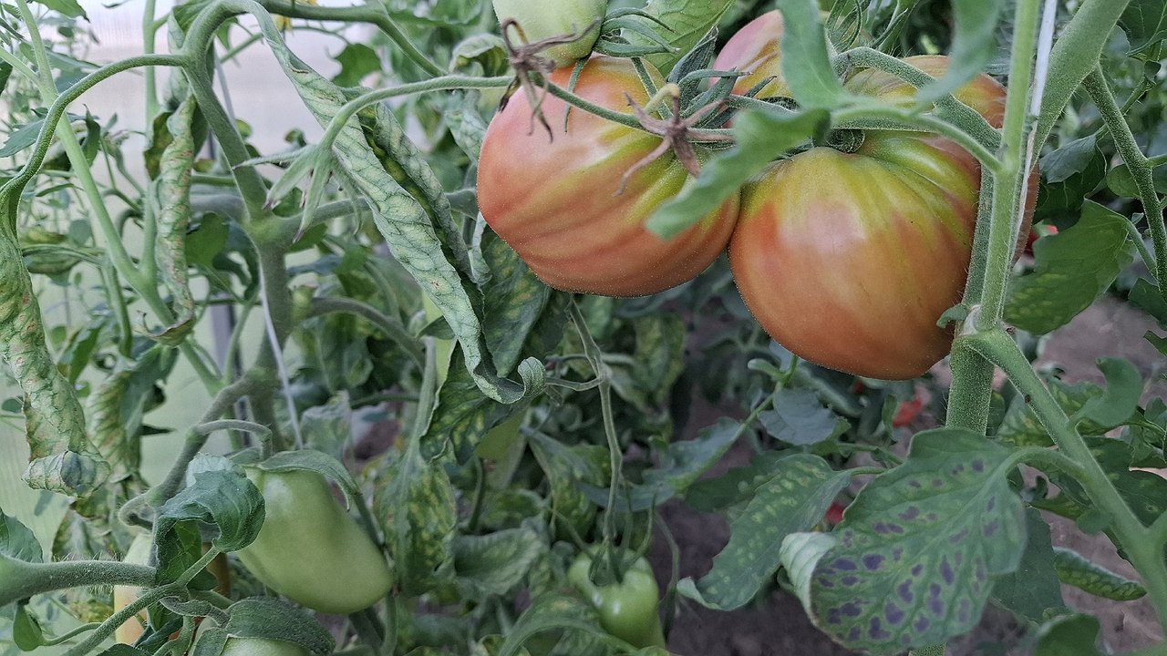 Главная картинка новости: До 7 кг с куста — за этим сортом томатов дачники охотятся по осени: покупайте заранее