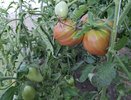 До 7 кг с куста — за этим сортом томатов дачники охотятся по осени: покупайте заранее