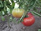 Кусты увешаны помидорами как уши серьгами: этот сорт томатов дает уйму урожая — плоды крупные и мясистые
