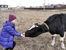 В Костромской области полицейские раскрыли похищение теленка с предприятия по следам копыт и колес
