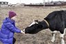 Миниатюра новости: В Костромской области полицейские раскрыли похищение теленка с предприятия по следам копыт и колес