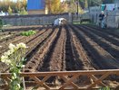 С 10 по 20 сентября — обязательно: пару пригоршней на грядку — и почва лучше чернозема