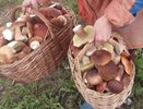 Нашёл золотое грибное дно: 3 места, где корзина наполняется быстрее, чем успеваешь моргнуть