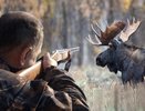 В Солигаличском районе возобновлено дело о незаконной охоте на лосей