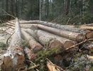 "Черный лесоруб" заплатил 400 тысяч за ущерб лесам в Костромской области