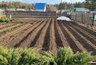 Миниатюра новости: В костромском хозяйстве картофель обрабатывали просроченными пестицидами