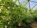 В Костромской области разбили первый в регионе виноградник для производства вина