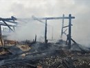 В Костромской области при пожаре погибло целое стадо свиней