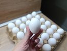 Почему куриные яйца после варки нельзя класть в холодную воду: запомните это правило раз и навсегда