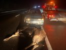 Легковушка с двумя людьми попала в ДТП с лосем в Костромской области