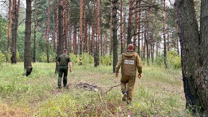 Главная картинка новости: В Костромской области сохраняются высокие риски возникновения лесных пожаров