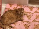 Не линяют, не воняют и не болеют - 4 лучшие породы кошек