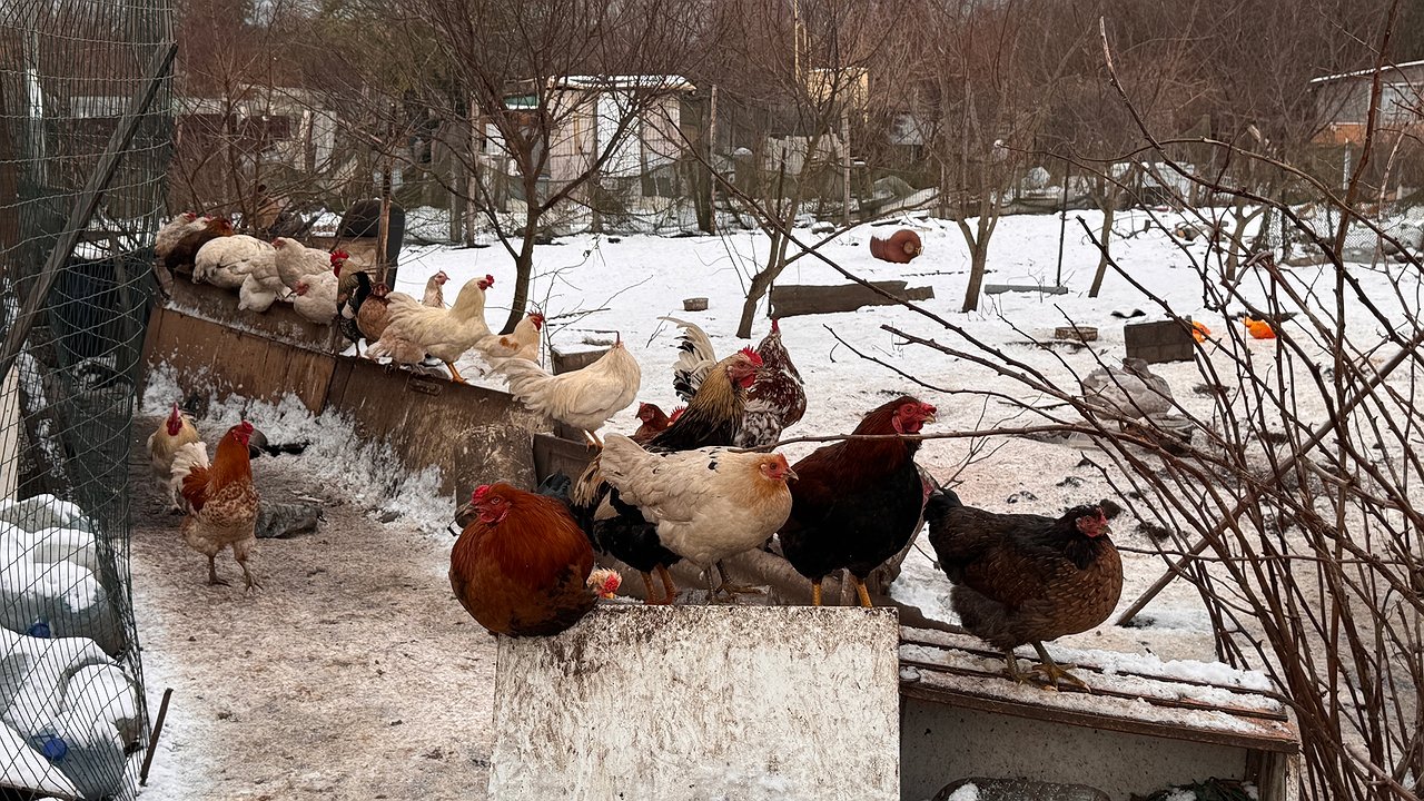 Главная картинка новости: Подготовить курятник к зиме проще, чем кажется: 5 шагов, которые сохранят здоровье и яйца