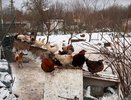 Подготовить курятник к зиме проще, чем кажется: 5 шагов, которые сохранят здоровье и яйца