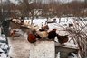 Миниатюра новости: Подготовить курятник к зиме проще, чем кажется: 5 шагов, которые сохранят здоровье и яйца