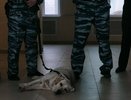 В Костроме три ребенка пострадали от укусов домашних собак