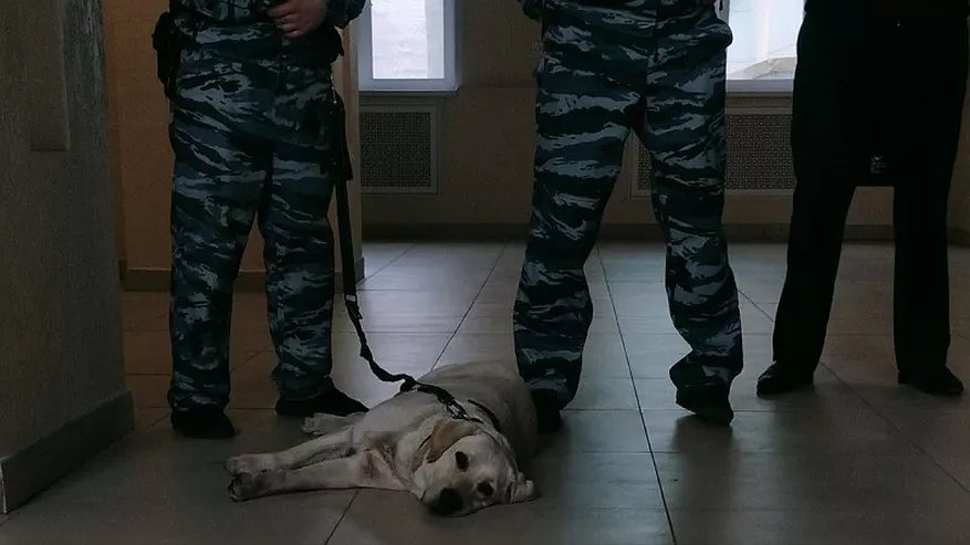 Главная картинка новости: В Костроме три ребенка пострадали от укусов домашних собак