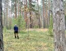 Из Костромской области отправлено 78 тысяч кубометров пиломатериалов за границу