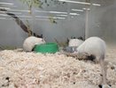 В Костроме начался месячник по борьбе с грызунами