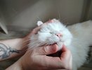 Думаете, коты живут максимум 12 лет? Ветеринар назвал настоящую цифру, и она удивит даже опытных хозяев