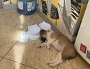Не грызут мебель и не воняют псиной: 3 самые аккуратные породы собак - они идеальны для квартиры