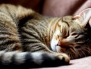 Не линяют, не воняют, не шумят и спят по 23 часа в сутки: 5 пород кошек, которые идеально подходят для квартиры