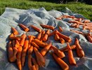 Храню морковь всю зиму только так: будет свежей и сочной даже через 9 месяцев без погреба - по методу деревенской бабушки