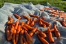 Миниатюра новости: Храню морковь всю зиму только так: будет свежей и сочной даже через 9 месяцев без погреба - по методу деревенской бабушки