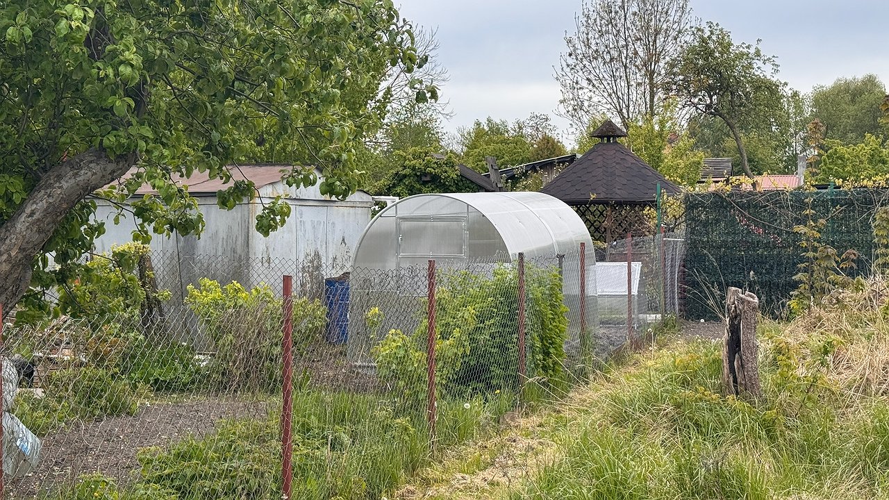 Главная картинка новости: Толпа китайцев встала у бабушкиного огорода и требовала продать им сорняк: "русское чудо", которое в России мало кому нужно