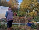 Копеечный порошок рассыпаю осенью по всему огороду - томаты, перцы и картофель прут как на дрожжах